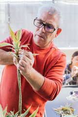 Man in his 50s doing gardening work. He is manually pruning a green plant with scissors. He has gray hair and wears glasses.