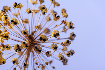 dry brown wild onion flower on background