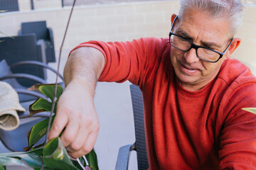 Man in his 50s doing gardening work. He is manually pruning a green plant with scissors. He has gray hair and wears glasses.
