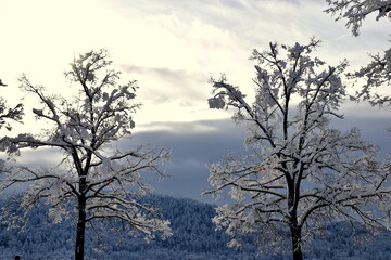 Verschneite Bäume vor einem Schwarzwaldpanorama in Freiburg