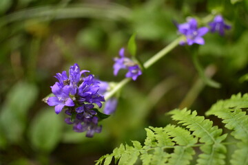 Beautiful purple flower with green background 