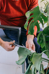 Detail of man's hands doing gardening activity. He is manually pruning a green plant with scissors.