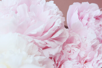 beautiful pastel pink and white peony flowers