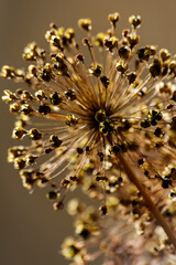 dry brown wild onion flower on background