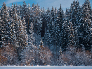 Fototapeta premium Snow-covered forest on a frosty winter evening. Beautiful landscape with conifer forest on snowy winter day. Frozen nature in fantastic white forest, Mari El Republic Russia