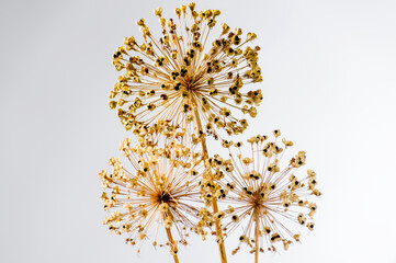 dry brown wild onion flower on background