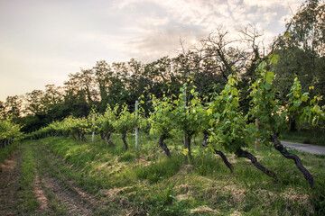 italian vineyard during sunset, cultivated field with copy space
