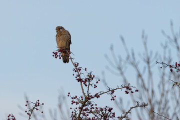 Common kestrel (Falco tinnunculus) perching on the branch with blue background.