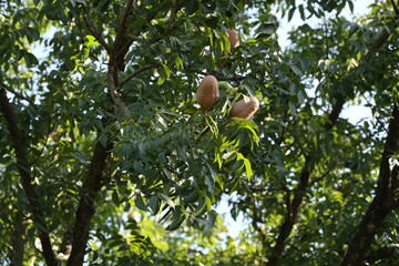 Dominican mahogany and fruits are brown in color.Scientific name Swietenia mahogany (L.)...