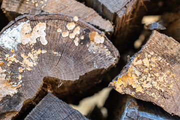 Stacked firewood in the winter with textured wood grain and lichens close up ~STACK~