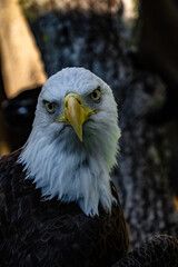 American Bald Eagle