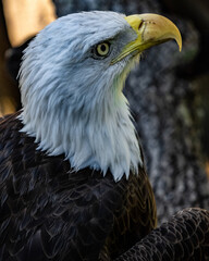 American Bald Eagle