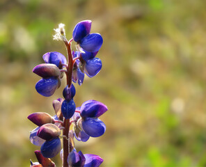 Lupine flower portrait Lupinus, commonly known as lupin or lupine, is in the legume family Fabaceae or Leguminosae. blue flowers