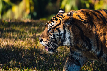 Bengal tiger