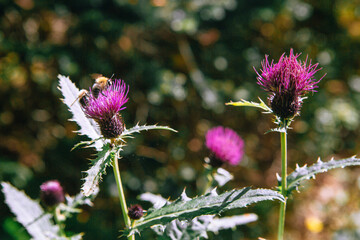 bee on a flower