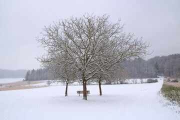 Einzelner Baum vor einem nebligen bewölkten Himmel im Heckengäu bei Weissach im Winter