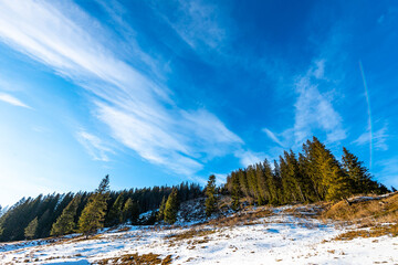Fototapeta na wymiar Wide angle view, deforestated area in the pine forest in Transylvania, Romania at wintertime.