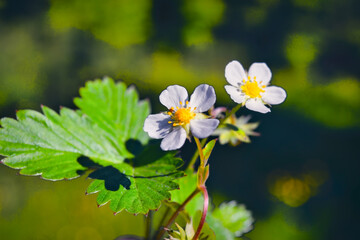 Morning field background with wild flowers. Wild flowers in a meadow nature.