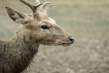 Deer in zoo