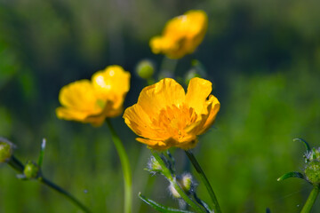 Morning field background with wild flowers. Wild flowers in a meadow nature.