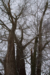 Blick in einen Weidenbaum im Winter von unten nach oben
