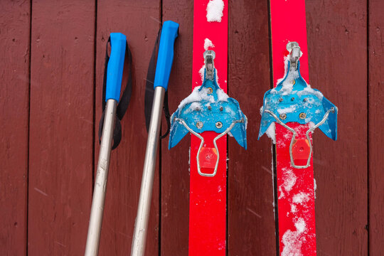 Red cross-country skis with blue bindings on the wooden wall background. Snow on skis. Ski poles.