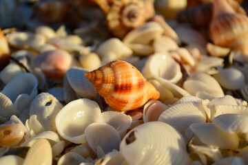 Closeup of shells on a beach © renee
