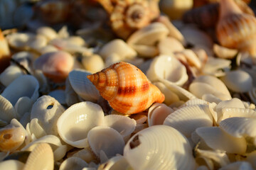 Closeup of shells on a beach