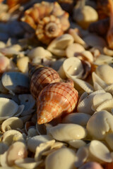 Closeup of shells on a beach