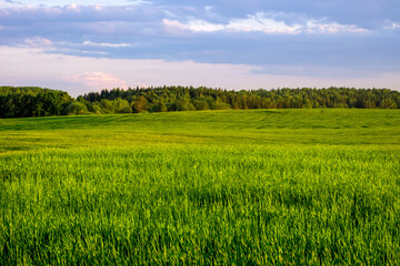 A wide field with green shoots of grain against the background of a summer blue sky with clouds