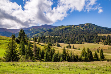meadow with coniferous trees in the mountains sunny day blue sky with white clouds. Forest background