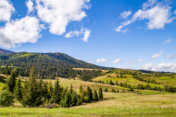 mountains covered with coniferous trees and blue sky. Beautiful landscape