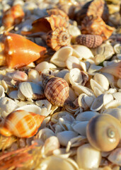 Closeup of shells on a beach
