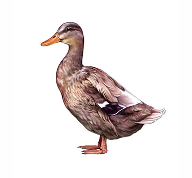 The duck (Anas platyrhynchos domesticus)