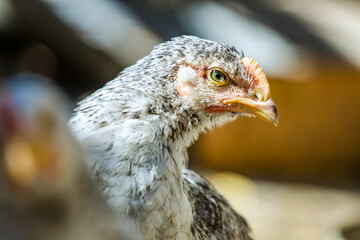 view of a little hen in a chicken coop.