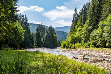 mountain river near the coniferous forest on a background of mountains and blue sky.