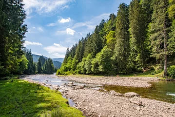  mountain river near the coniferous forest on a background of mountains and blue sky. © robertuzhbt89