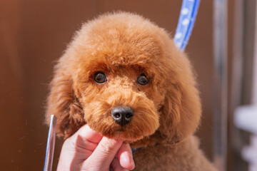 Grooming close up of adorable little poodle in a hair salon for dogs. Professional cares for a dog in a specialized salon.