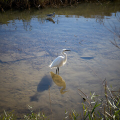 Little Egret Bird