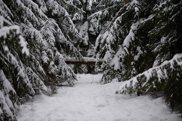 Snow, Winter, kalt, Schnee, weg
