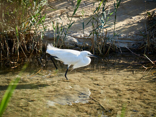 Little Egret Bird