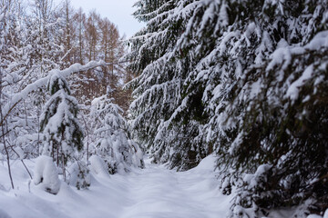 Snow, Baum, Schnee, Winter, kalt, weiß,