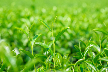 Fototapeta na wymiar Close up of beautiful Green Tea Leaves in tea plantation