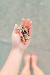 Handful of Seashells