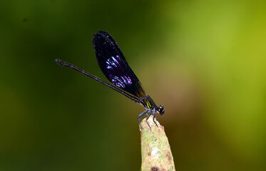 Male dragonfly Euphaea variegata