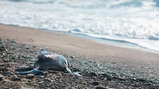 A corpse of a dead baby dolphin lies, washed up by the waves, on the shore. The concept of poaching and environmental disaster.