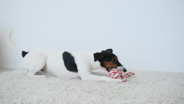 Smooth fox terrier biting dog's toy on white wall background