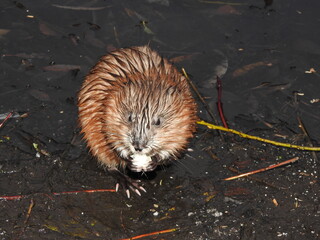 Muskrat breakfast