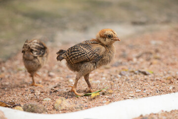 Country chicken chicks in a garden farm