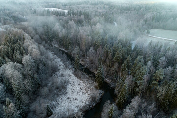 River flows through a pine wood